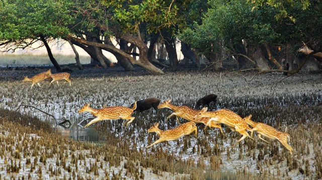 Sundarbans: World’s Largest Mangrove Forest in Bangladesh
