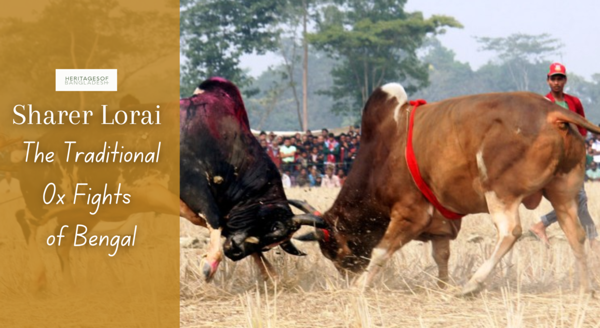 Sharer Lorai: The Traditional Ox Fights of Bengal