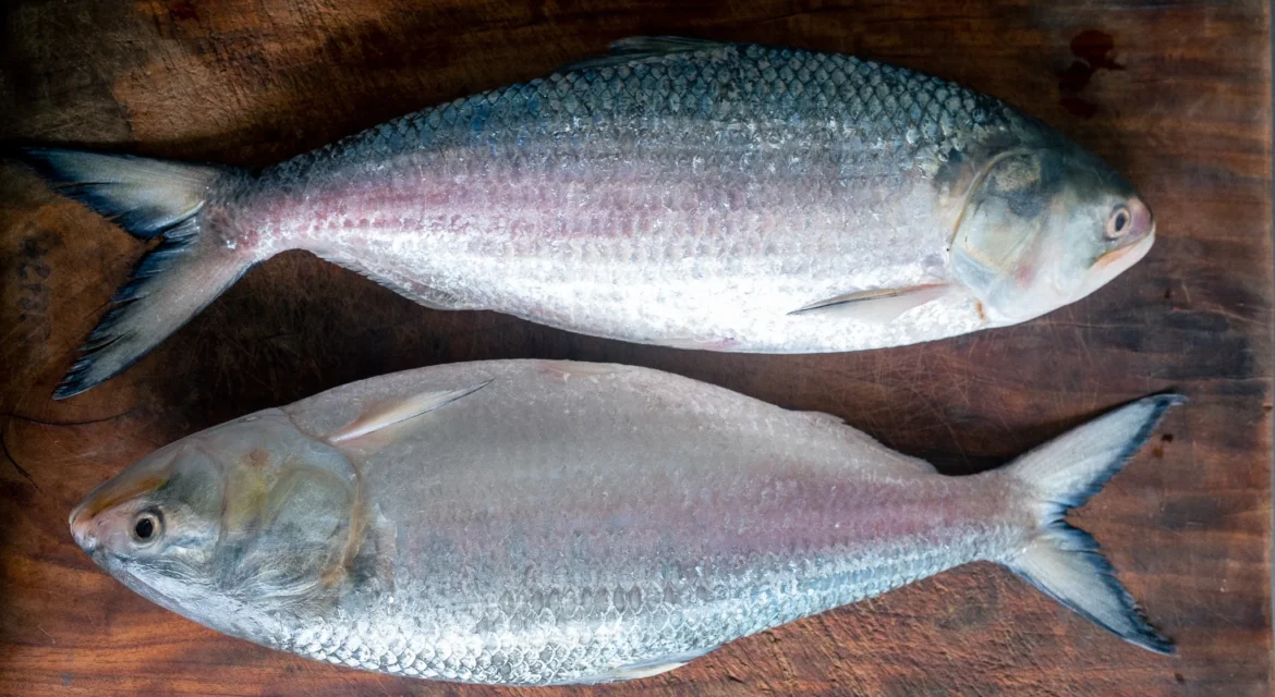 Hilsha: A Fish That Binds Tradition and Modernity